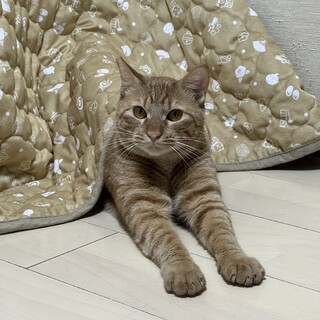 ちょっと照れ屋の茶トラ男子の里親さん募集