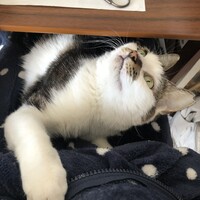 ひじき