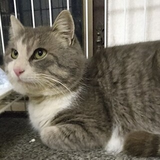 アライグマにそっくりって言われるんだ ラスカル君