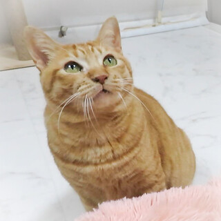 人懐っこい男の子☆ラキ君