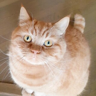 純血統のスコテッシュストレート.チャンピオンの血族