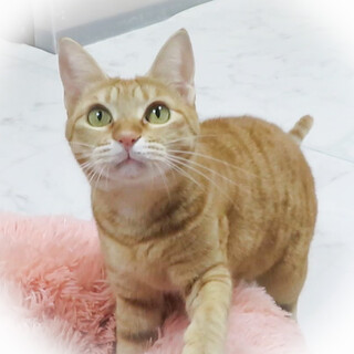 お返事上手な女の子☆ミーちゃん