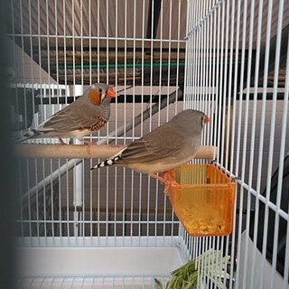 キンカチョウ2羽(オスメス)譲ります(カゴ付き)