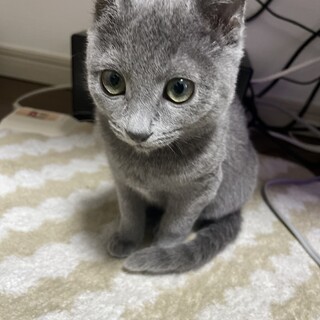 ロシアンブルー/女の子(2021.9.11)/元気