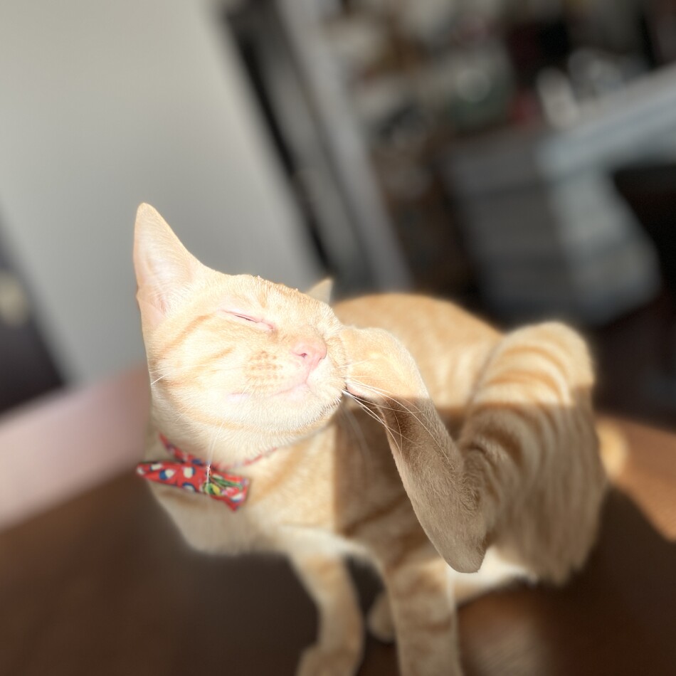 つくねのカバー写真