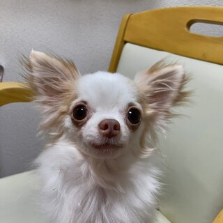 チワワ　ダリアちゃん