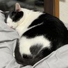 駒助