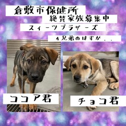 「倉敷市保健所、サスペンス劇場？！→全頭譲渡決定！」サムネイル2