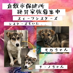 「倉敷市保健所、サスペンス劇場？！→全頭譲渡決定！」サムネイル3