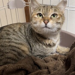 第154回　にゃん☆ぴーす猫譲渡会