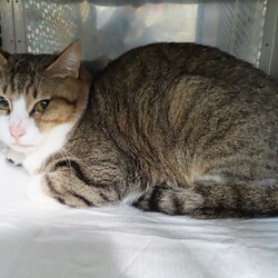 第154回　にゃん☆ぴーす猫譲渡会 サムネイル2