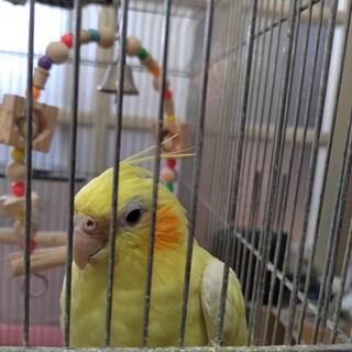 オカメインコ里親募集