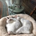 生後8ヶ月の兄弟猫