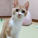 人馴れ抜群5ヶ月女の子