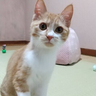 人馴れ抜群5ヶ月女の子