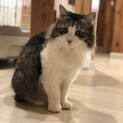 多頭飼育崩壊からレスキューされた女の子