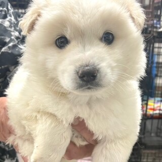 滋賀県の犬の里親募集情報まとめ ペットのおうち 月間利用者150万人 滋賀県の犬の里親募集情報まとめ ペットのおうち 月間利用者150万人
