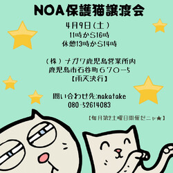 Noa保護猫譲渡会