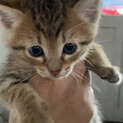１ヶ月半の子猫