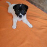 人懐っこい女の子です サムネイル3