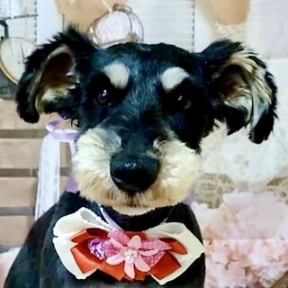 小豆沢（あずさわ）人が大好きな甘えん坊boy❤