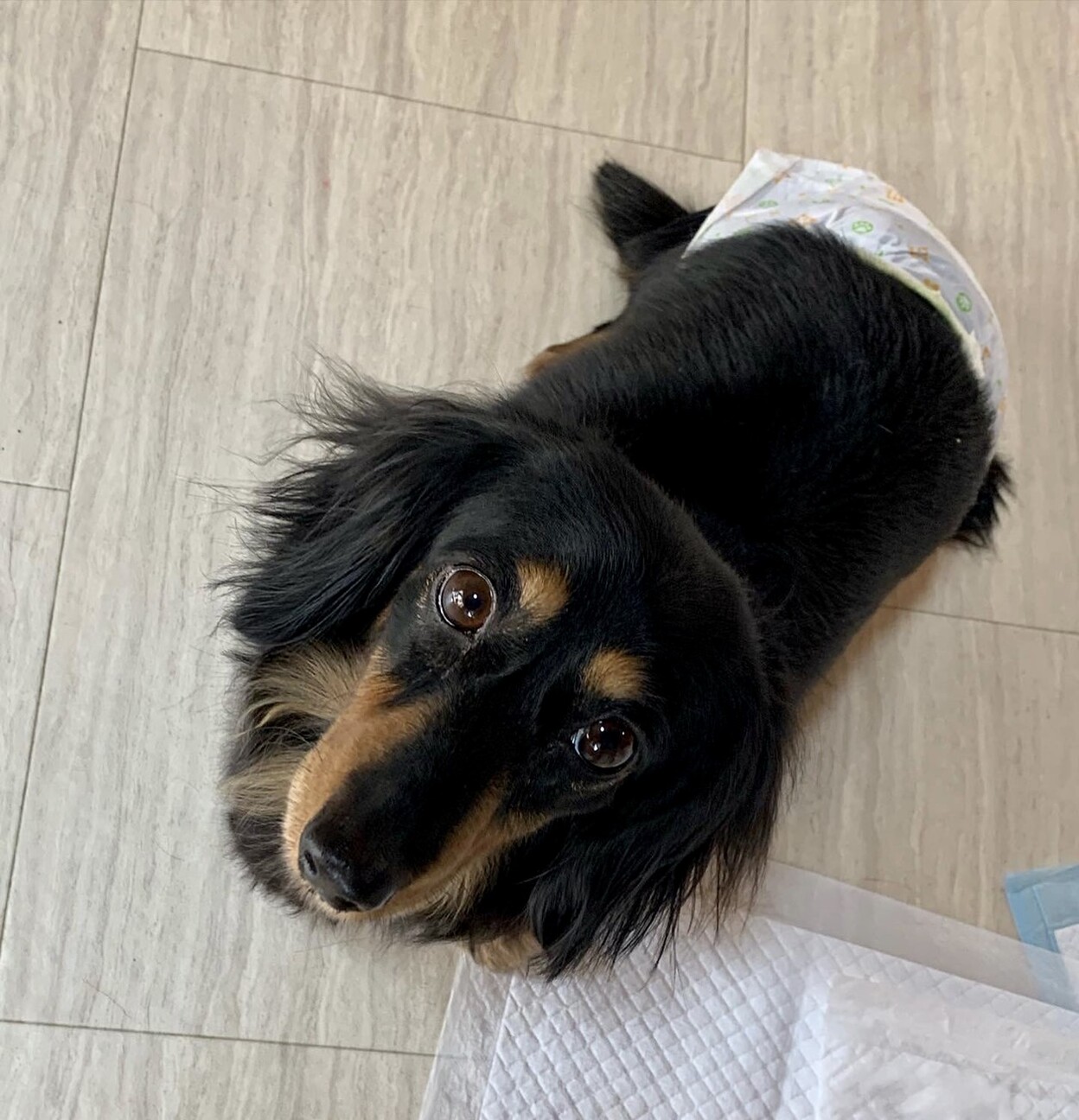 四葉（よつば）美形ダックス❤只今ダイエット中 サムネイル2