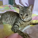 話し相手になる猫さん