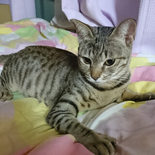 話し相手になる猫さん