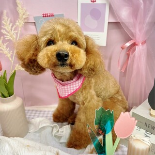 トイプー３歳　静かな女の子