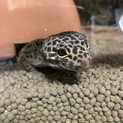 レオパ