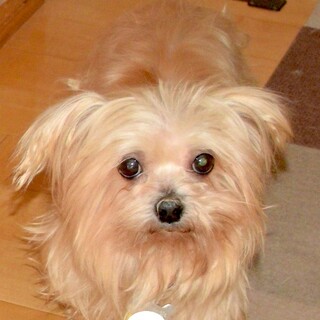  抱っこが大好き、甘えん坊の女の子サリー