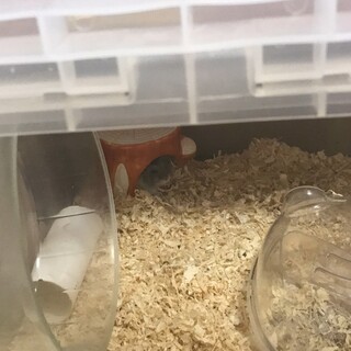 至急！ジャンガリアンハムスターメス4匹