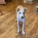 トライアルにつき募集停止中！兄妹犬stoveくん