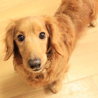 くるりとおなかを見せてくれる甘えん坊の女の子