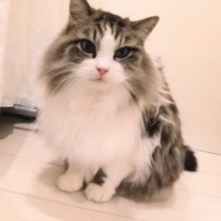 6/5石巻で譲渡会です！！『コロ』♂