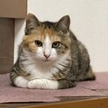 とっても可愛い三毛猫ちゃんです！