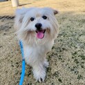 元気いっぱいテリアMIXの、やちお君♂