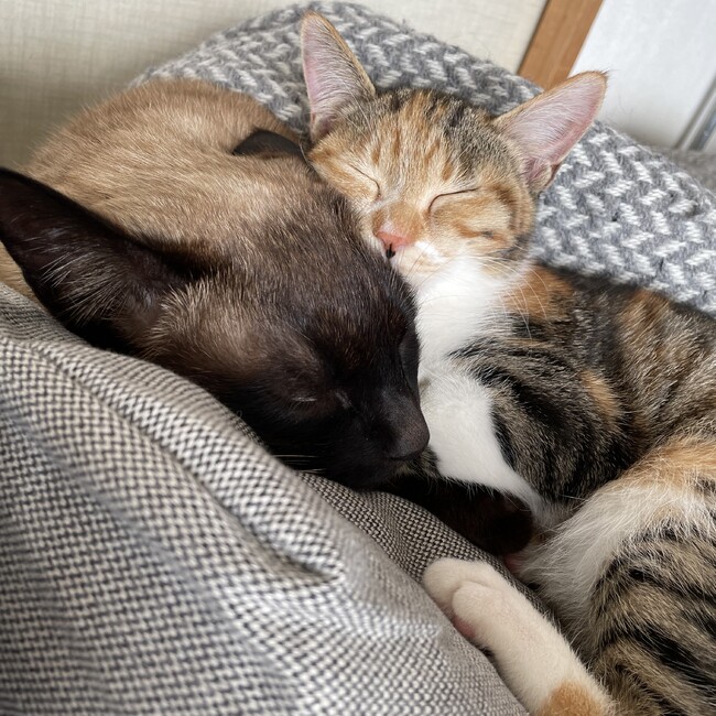 あかりん102のカバー写真