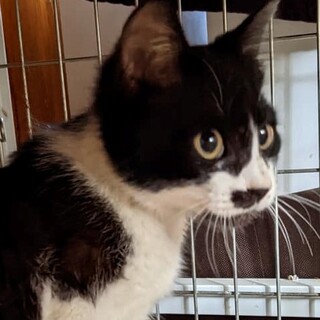 マリンちゃんと仲良しチビにゃん、黒白のクーちゃん！