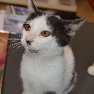 人懐っこく、やさしい女の子