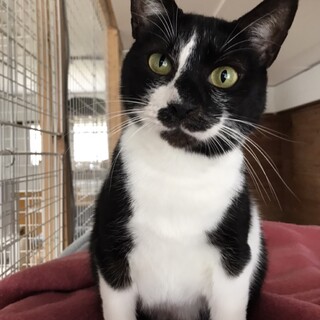 ぷっくり　坊やのボーイ君