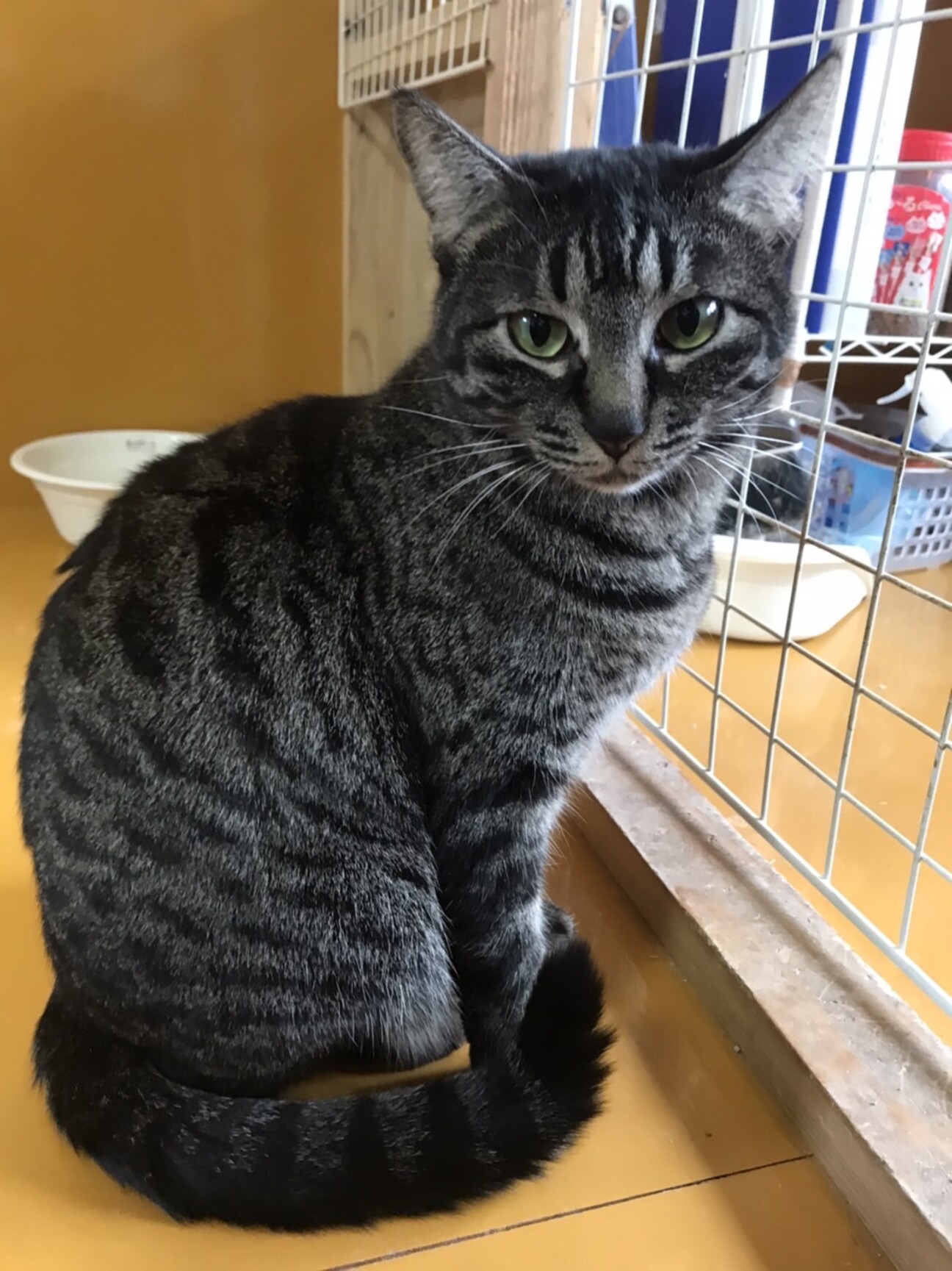 可愛い 顔立ちの黒キジちゃん」山口県 - 猫の里親募集(406350