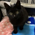 可愛い顔の癒し系黒猫子猫オス