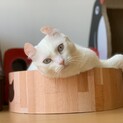 人懐っこい子です