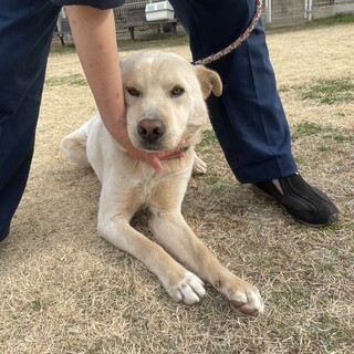 いっぱい遊びたい♪ 大きくて元気なルフィくん1歳