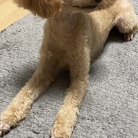 ポポ