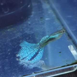 訳あり国産グッピーのブルーグラスのオス