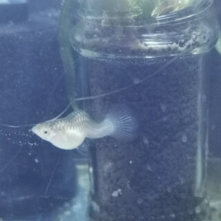 訳ありモスコーブルーのメス