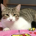 美猫まきのちゃん