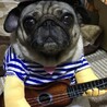 ウクレレぱぐ